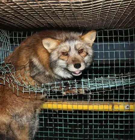 La majorité soutient l'abolition de l'élevage d'animaux à fourrure - 4