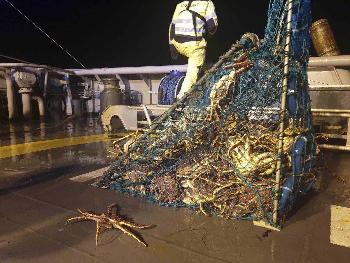 Les garde-côtes mènent une opération majeure contre la pêche illégale au crabe royal à Porsangerfjord 4 Les garde-côtes mènent une opération majeure contre la pêche illégale au crabe royal à Porsangerfjord - 3