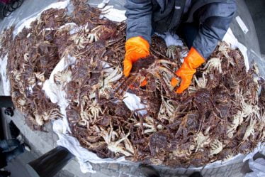 Un homme accusé d'avoir acheté 2,4 tonnes de crabes royaux capturés illégalement dans l'est du Finnmark - 20