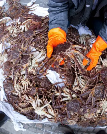 Un homme accusé d'avoir acheté 2,4 tonnes de crabes royaux capturés illégalement dans l'est du Finnmark - 1