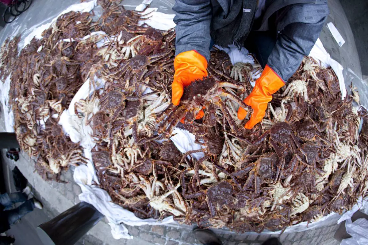 Un homme accusé d'avoir acheté 2,4 tonnes de crabes royaux capturés illégalement dans l'est du Finnmark 4 Un homme accusé d'avoir acheté 2,4 tonnes de crabes royaux capturés illégalement dans l'est du Finnmark - 3