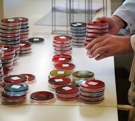 La Norvège enregistre de nouveaux cas de chiens souffrant de diarrhée sanglante 11 La Norvège enregistre de nouveaux cas de chiens souffrant de diarrhée sanglante - 10