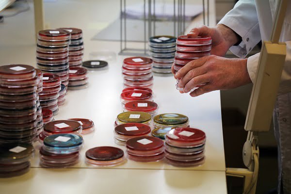 La Norvège enregistre de nouveaux cas de chiens souffrant de diarrhée sanglante 4 La Norvège enregistre de nouveaux cas de chiens souffrant de diarrhée sanglante - 3