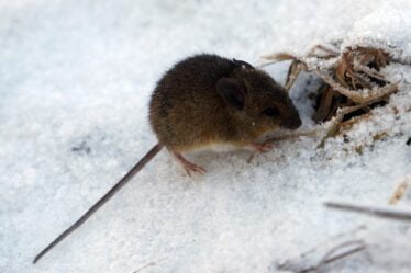 L'infestation de souris monte en flèche dans l'est de la Norvège - 16