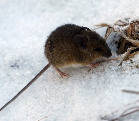 L'infestation de souris monte en flèche dans l'est de la Norvège 2 L'infestation de souris monte en flèche dans l'est de la Norvège - 1