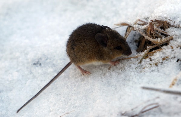 L'infestation de souris monte en flèche dans l'est de la Norvège - 3