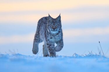 La population de lynx scandinave augmente - 16