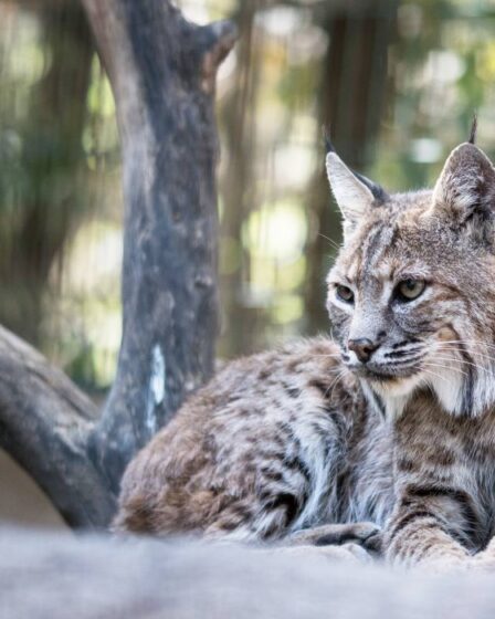 La population de lynx en Norvège dépasse l'objectif national pour la première fois en huit ans - 25