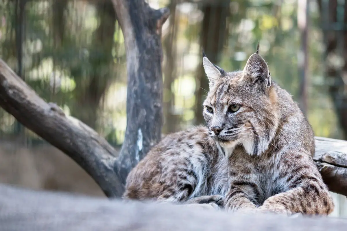 La population de lynx en Norvège dépasse l'objectif national pour la première fois en huit ans - 3