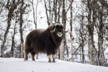 Nombre de veaux musqués nouveau-nés en Norvège supérieur à la moyenne - 18