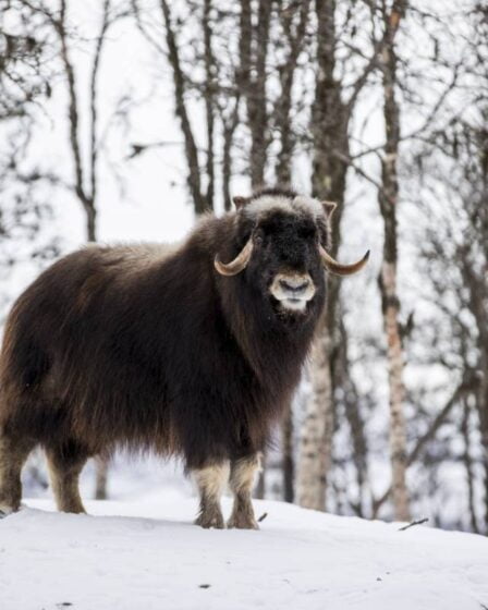 Nombre de veaux musqués nouveau-nés en Norvège supérieur à la moyenne - 28