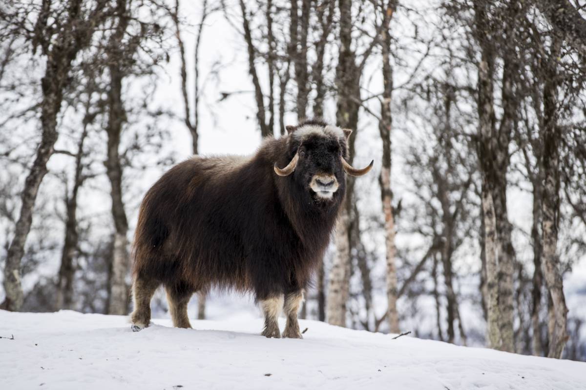 Nombre de veaux musqués nouveau-nés en Norvège supérieur à la moyenne 4 Nombre de veaux musqués nouveau-nés en Norvège supérieur à la moyenne - 3