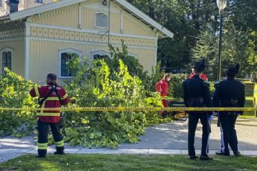 Un arbre est tombé sur un homme à Slottsparken à Oslo - 10