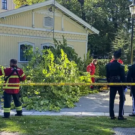 Un arbre est tombé sur un homme à Slottsparken à Oslo 2 Un arbre est tombé sur un homme à Slottsparken à Oslo - 1