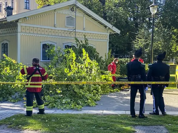 Un arbre est tombé sur un homme à Slottsparken à Oslo - 3