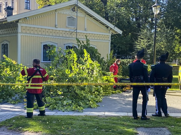Un arbre est tombé sur un homme à Slottsparken à Oslo 4 Un arbre est tombé sur un homme à Slottsparken à Oslo - 3