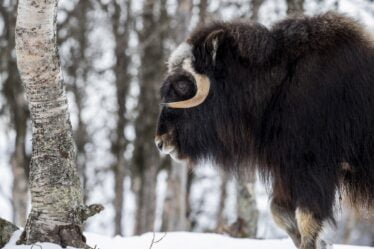 La Norvège enregistre le plus grand nombre de bœufs musqués à Dovre en cinq ans - 23