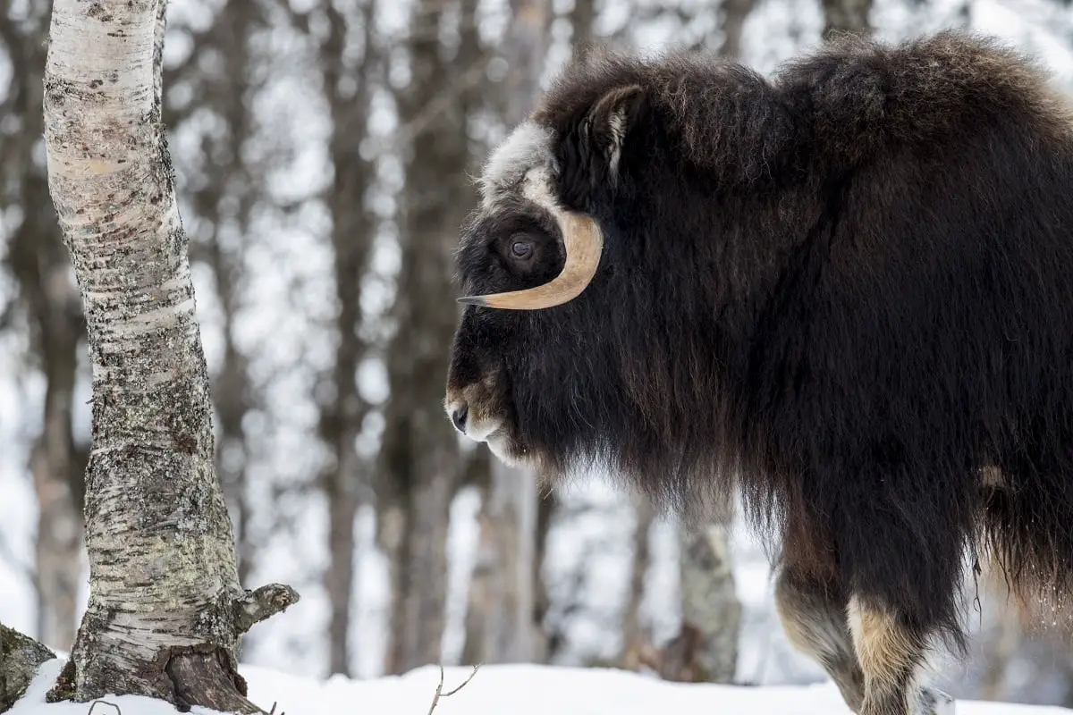 La Norvège enregistre le plus grand nombre de bœufs musqués à Dovre en cinq ans 4 La Norvège enregistre le plus grand nombre de bœufs musqués à Dovre en cinq ans - 3