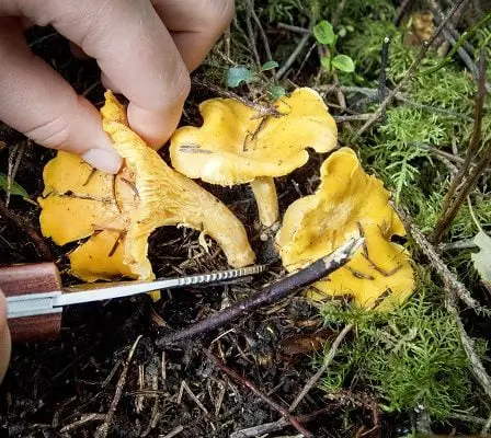 Le mauvais été donne un bon automne aux champignons 12 Le mauvais été donne un bon automne aux champignons - 11