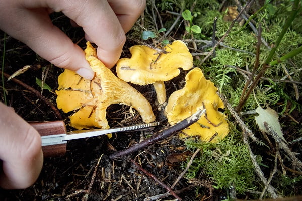 Le mauvais été donne un bon automne aux champignons 4 Le mauvais été donne un bon automne aux champignons - 3
