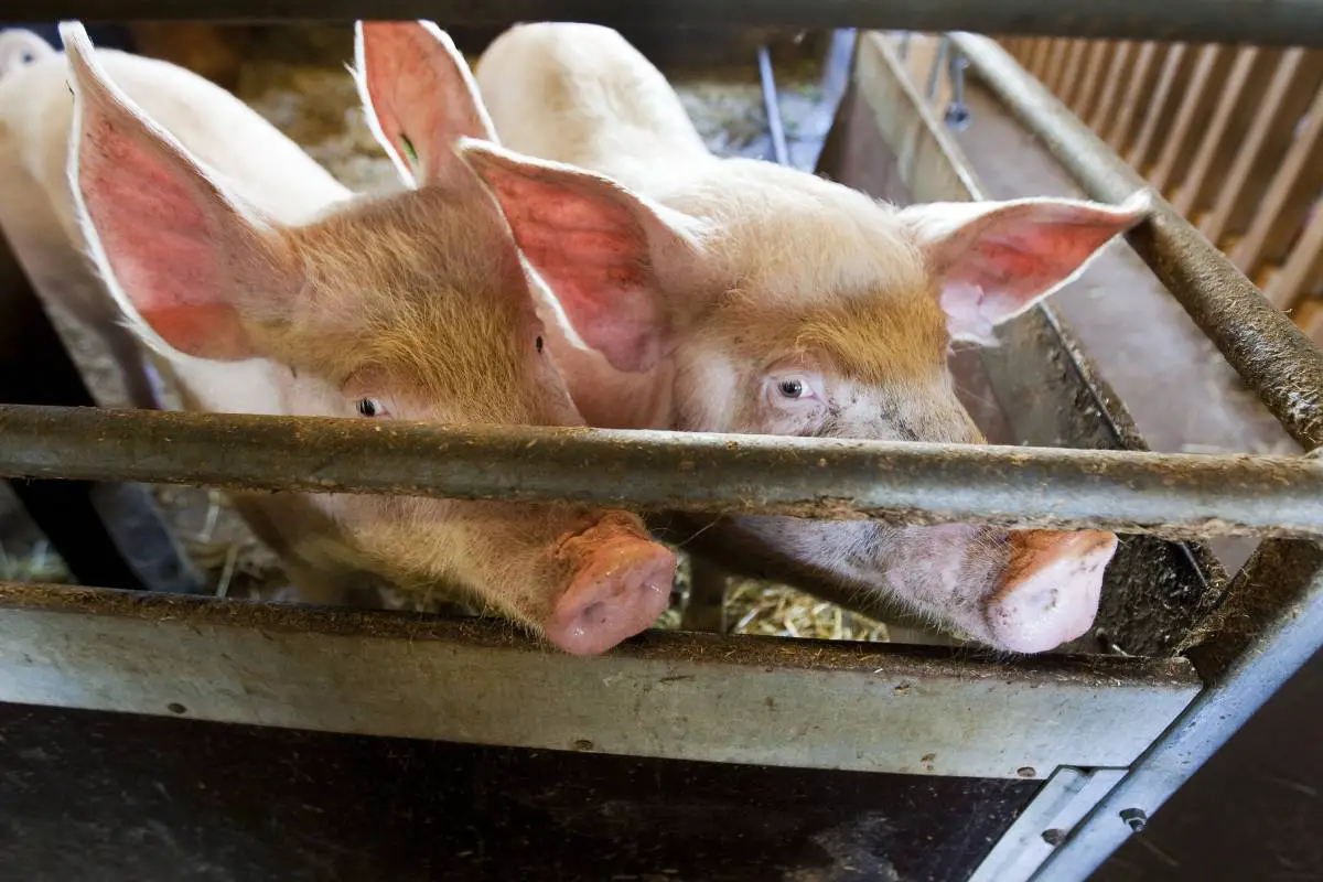 Des éleveurs de porcs norvégiens signalent des introductions par effraction dans des fermes par un groupe de militants inconnu 4 Des éleveurs de porcs norvégiens signalent des introductions par effraction dans des fermes par un groupe de militants inconnu - 3