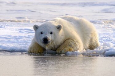 Les ours polaires pourraient disparaître d'ici 2100, selon une étude - 18