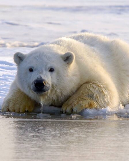 Les ours polaires pourraient disparaître d'ici 2100, selon une étude 33 Les ours polaires pourraient disparaître d'ici 2100, selon une étude - 32