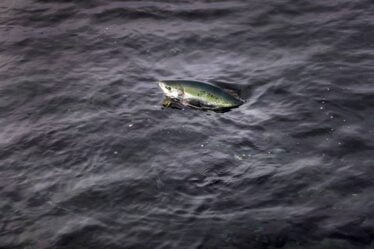 Les pisciculteurs norvégiens devront payer une grosse somme lorsque le saumon s'échappera - 18