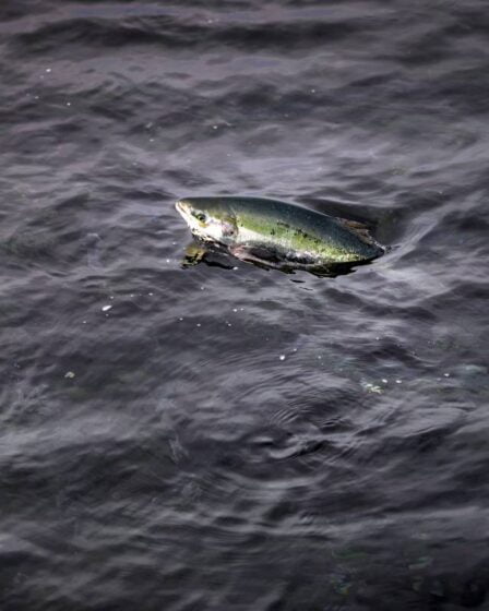 Les pisciculteurs norvégiens devront payer une grosse somme lorsque le saumon s'échappera 26 Les pisciculteurs norvégiens devront payer une grosse somme lorsque le saumon s'échappera - 25