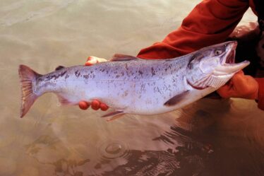 Une mystérieuse maladie du saumon afflige la rivière Halden - 18