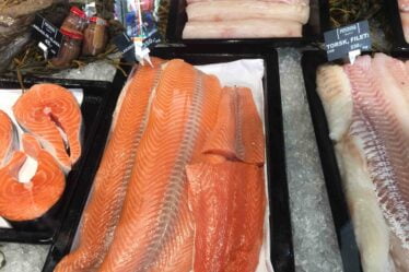 Les analystes s'attendent à des bénéfices records sur les captures de saumon - 18