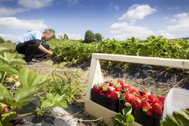 L'industrie norvégienne des fruits et légumes a demandé à NAV pour 2 000 travailleurs saisonniers - seuls 270 ont trouvé un emploi - 8