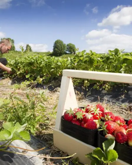 L'industrie norvégienne des fruits et légumes a demandé à NAV pour 2 000 travailleurs saisonniers - seuls 270 ont trouvé un emploi - 23