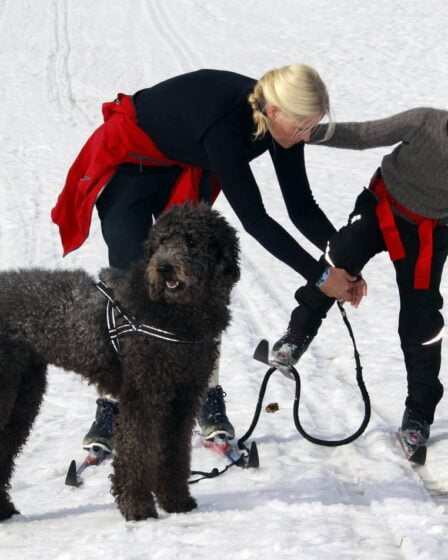 Vétérinaires : Pâques est la haute saison pour les blessures des chiens, soyez prudent 14 Vétérinaires : Pâques est la haute saison pour les blessures des chiens, soyez prudent - 13