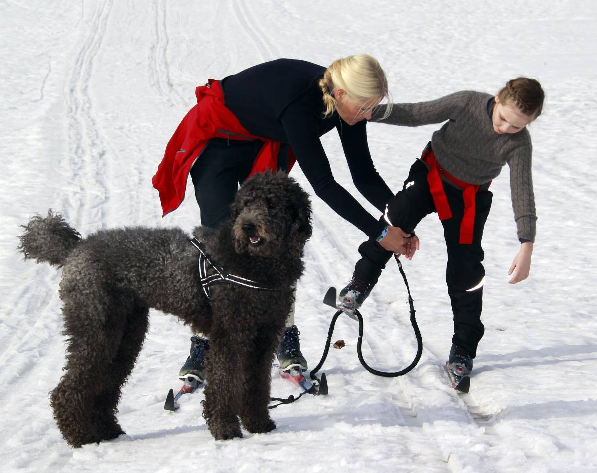 Vétérinaires : Pâques est la haute saison pour les blessures des chiens, soyez prudent 4 Vétérinaires : Pâques est la haute saison pour les blessures des chiens, soyez prudent - 3