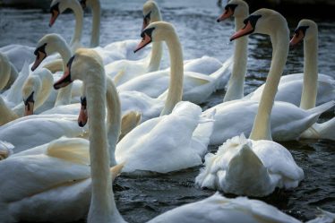 Grippe aviaire hautement pathogène détectée chez des oiseaux sauvages à Holmestrand - 18