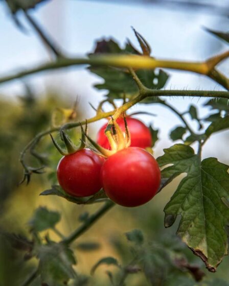 Virus de la tomate hautement contagieux détecté pour la première fois en Norvège - 7