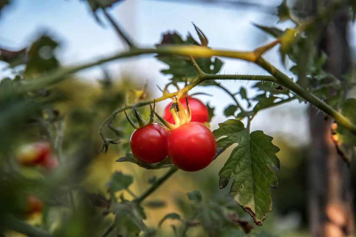 Virus de la tomate hautement contagieux détecté pour la première fois en Norvège 4 Virus de la tomate hautement contagieux détecté pour la première fois en Norvège - 3