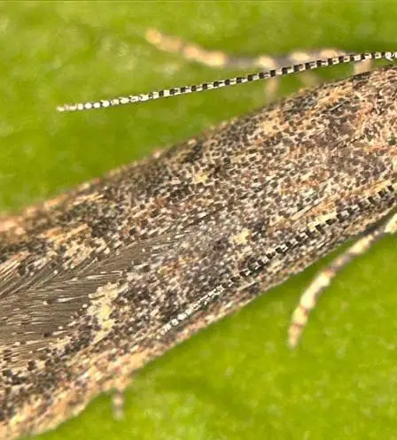 Suspicion de tordeuse sud-américaine de la tomate sur Jæren 14 Suspicion de tordeuse sud-américaine de la tomate sur Jæren - 13