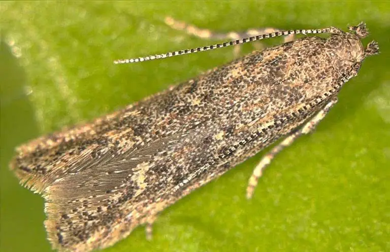 Suspicion de tordeuse sud-américaine de la tomate sur Jæren 4 Suspicion de tordeuse sud-américaine de la tomate sur Jæren - 3