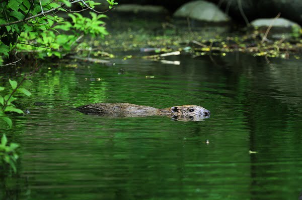 Un castor a emménagé dans le parc Frogner 4 Un castor a emménagé dans le parc Frogner - 3