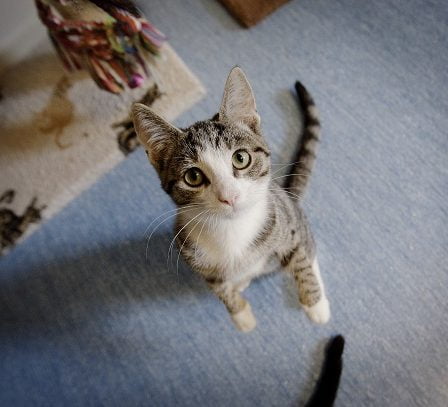 Un grand nombre d'animaux sans abri 10 Un grand nombre d'animaux sans abri - 9