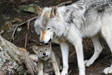 Un couple de loups génétiquement importants à Viken a une portée de chiots : "Très important" - 16