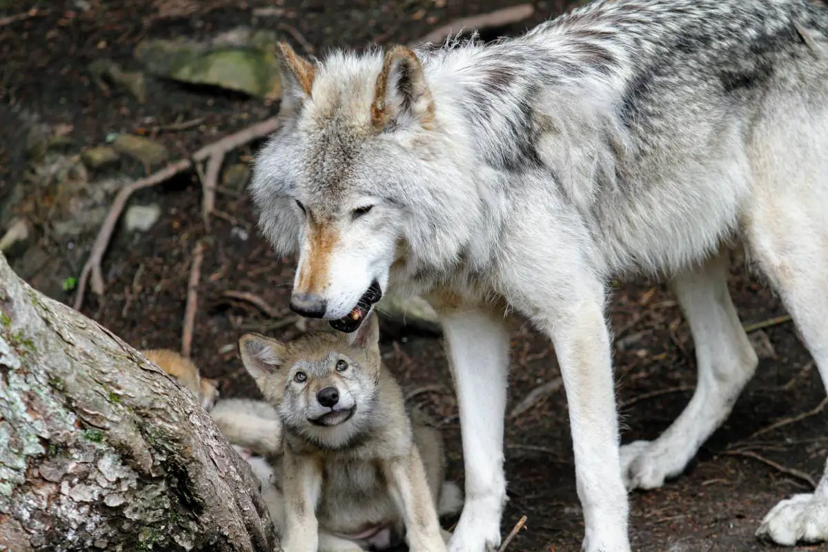 Après des années de déclin, la population de loups en Scandinavie augmente à nouveau 4 Après des années de déclin, la population de loups en Scandinavie augmente à nouveau - 3