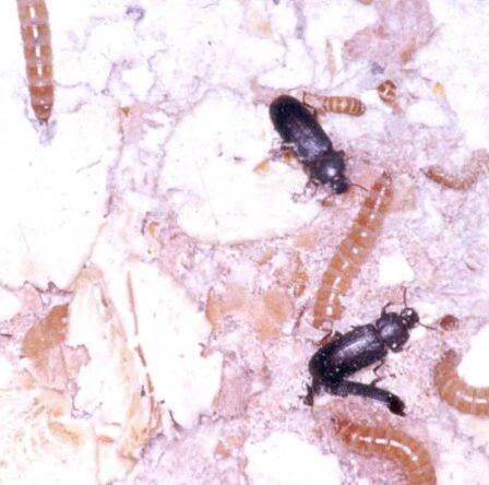 Les larves sont nourries de déchets avant de devenir des aliments pour poissons - 1