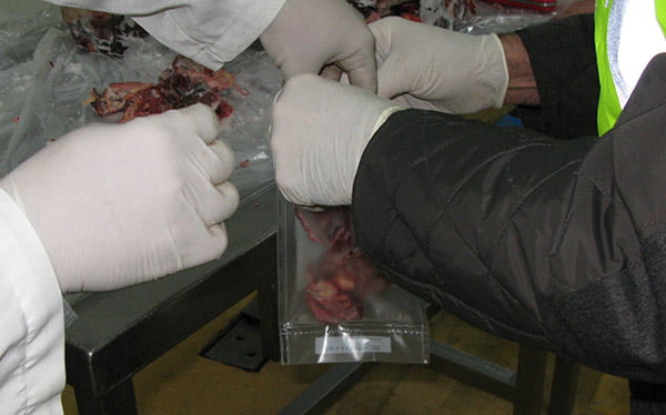 La police démantèle un groupe criminel qui vend de la viande de cheval 4 La police démantèle un groupe criminel qui vend de la viande de cheval - 3