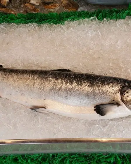 Poissons vaccinés avec de l'ADN non génétiquement modifié 8 Poissons vaccinés avec de l'ADN non génétiquement modifié - 7