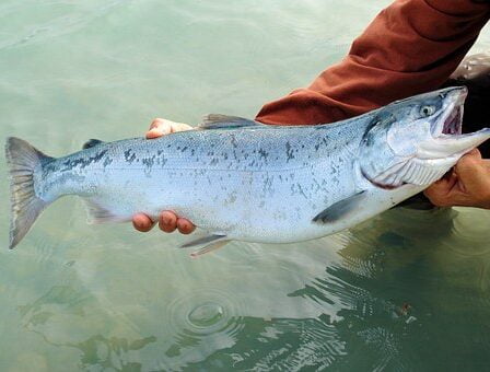 Risque élevé que les poissons sauvages meurent des poux du saumon 2 Risque élevé que les poissons sauvages meurent des poux du saumon - 1