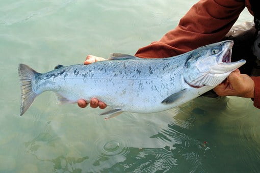 Risque élevé que les poissons sauvages meurent des poux du saumon - 3