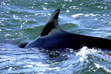 L'UE demande à la Norvège d'arrêter la chasse à la baleine - 20